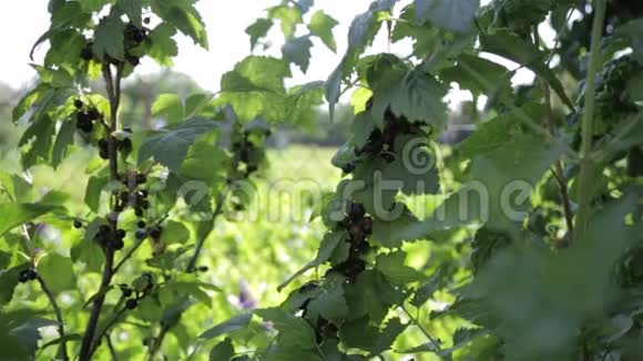 成熟的黑色浆果视频的预览图