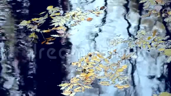 落叶在水面上视频的预览图