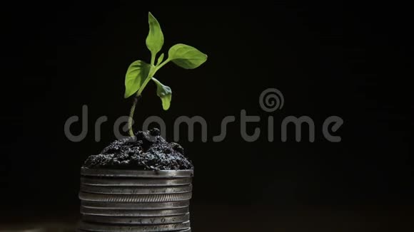 从一小撮硬币中植物生长生长幸福的概念视频的预览图