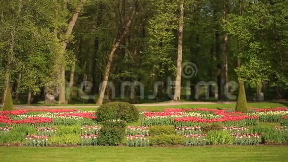 城市公园里许多鲜红色白色和粉红色郁金香花的花坛在树木和绿色的背景下视频的预览图