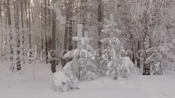 冬季森林树木覆盖着雪霜枝视频的预览图