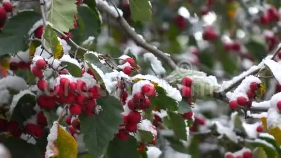 雪中的山楂浆果视频的预览图