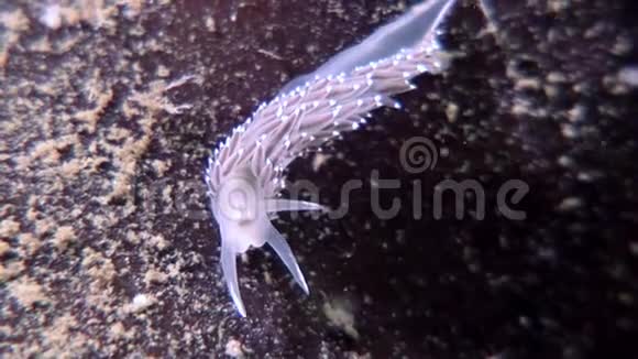 独特的裸鳃疣状疣体清澈海底白海海底视频的预览图