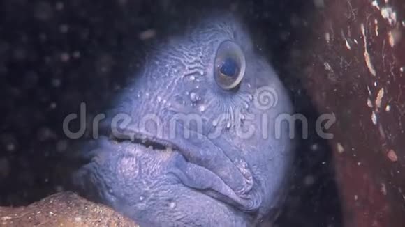 柳叶刀鱼鲶鱼在白海海底寻找食物视频的预览图
