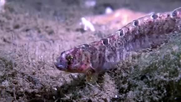 白海海底的鳗鱼鳕鱼和星鱼在海底蠕动视频的预览图