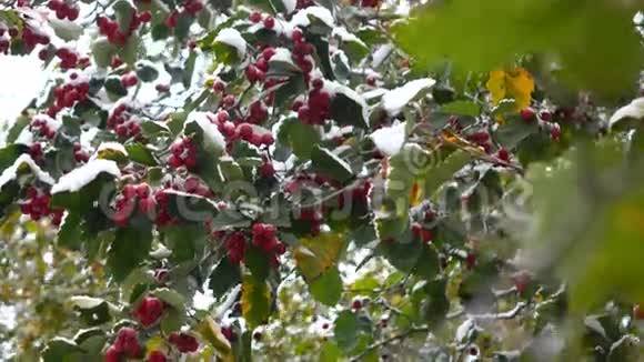 雪中的山楂浆果视频的预览图