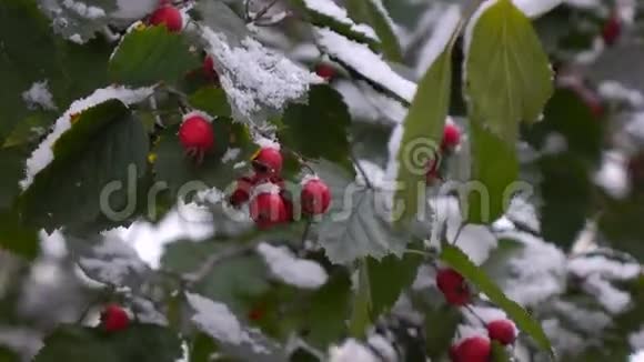 雪中山楂浆果2视频的预览图