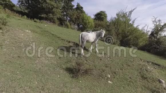 在山上绿草如茵的大牧场上自由放牧的白马风光视频的预览图
