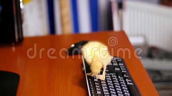 特写一只小黄鸭正平静地坐在电脑键盘上在它和桌面上漫步视频的预览图