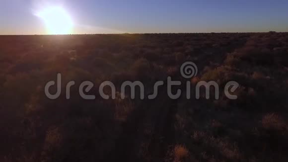 在纳米比亚的热带草原上晒太阳视频的预览图