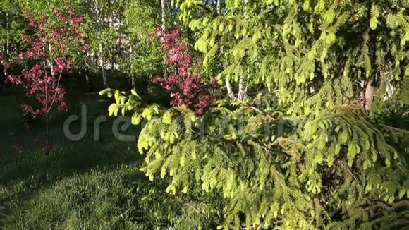 青枝杉树径道春时节摄像机追踪到了常绿树和针叶视频的预览图