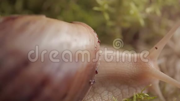 巨大的ahaatin蜗牛沿着草地爬行相对活跃的动物视频的预览图