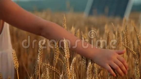 一个小女孩的手触摸麦粒视频的预览图