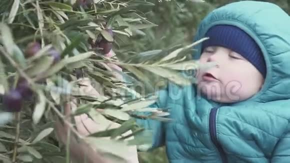 一岁的男孩从树上撕下橄榄并吃掉它们慢动作视频的预览图