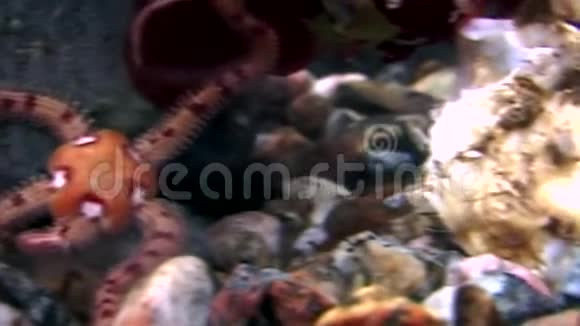 蛇夫座海星靠近白海海底视频的预览图