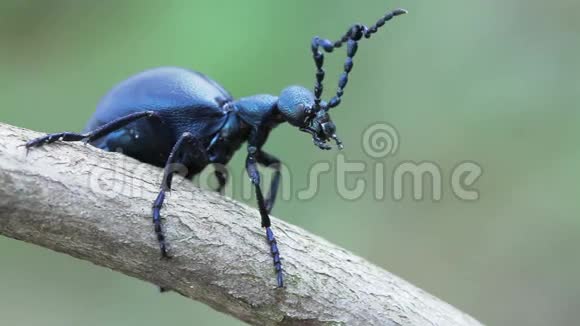 野生动物中的甲虫夏天树枝上的深蓝色披头士视频的预览图