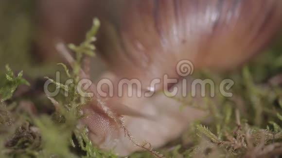 巨大的ahaatin蜗牛沿着草地爬行相对活跃的动物视频的预览图