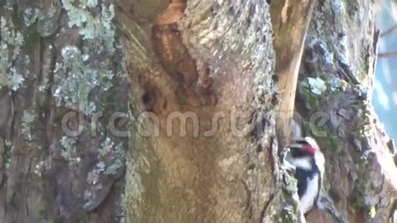 活跃的小啄木鸟在树上觅食视频的预览图