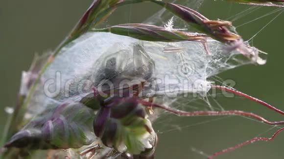 蜘蛛雌蜘蛛在野生动物中形成茧视频的预览图