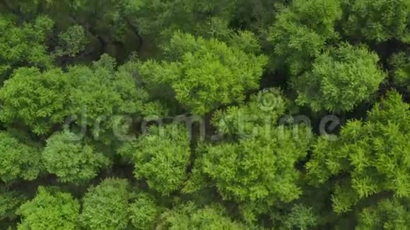 4乡村风景中飞过一片美丽的绿色森林的K航空视频的预览图