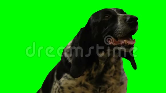 狗在绿色的屏幕上看起来很像视频的预览图