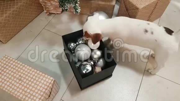 圣诞树前的小猎犬小狗视频的预览图