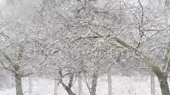 意大利维泰博的大雪视频的预览图