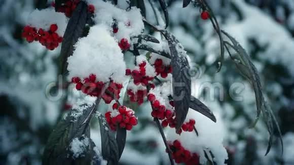 冬天的浆果和降雪视频的预览图