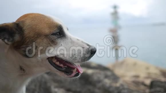 可爱的无家可归的狗肖像在海岸背景嘿慢动作视频的预览图