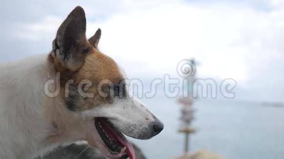 可爱的无家可归的狗海滩肖像背景高清慢镜头视频的预览图