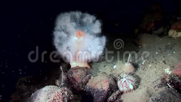 白色蓬松的铱和海胆在白海海底视频的预览图