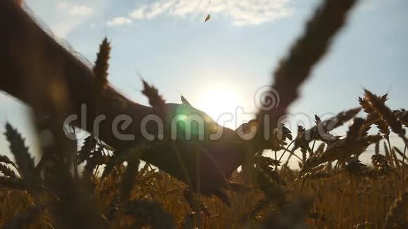 日落时分人们手里捧着成熟的麦粒一只雄性小麦在田间交出新的收成食物视频的预览图