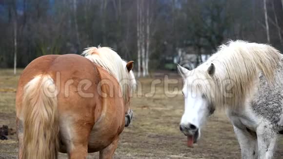 两匹马在一起玩视频的预览图