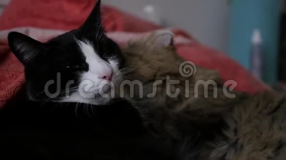 两只猫的温柔一只舔另一只高清1920x1080慢动作视频的预览图