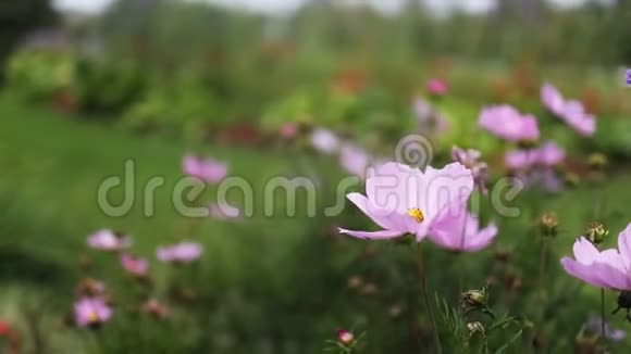 夏日里的粉色花朵在药剂师的花园里视频的预览图