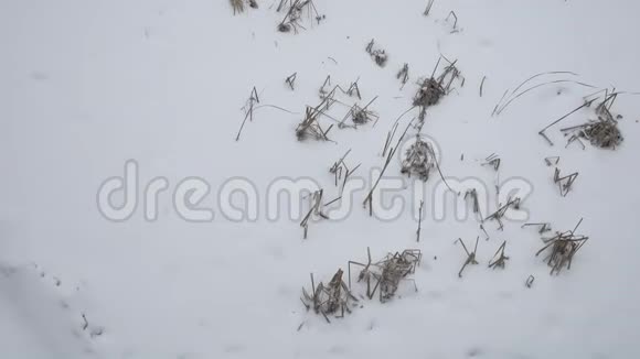 冬天的干草在雪地上下大雪俄罗斯户外的自然景观视频的预览图