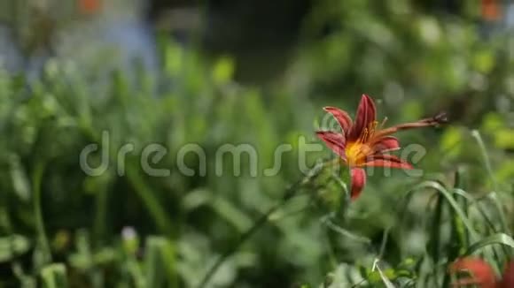 夏日里的粉色花朵在药剂师的花园里视频的预览图