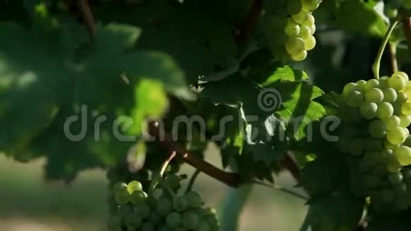 特写幻灯片拍摄完美美味的葡萄点亮视频的预览图