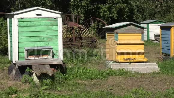 蜜蜂飞到五颜六色的蜂巢在夏季花园惊慌失措4K视频的预览图
