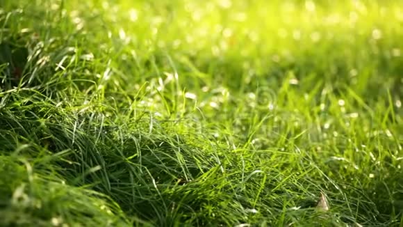 阳光照耀下草地上绿草如茵的背景视频的预览图