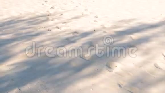 沙滩上的动物和人的踪迹视频的预览图