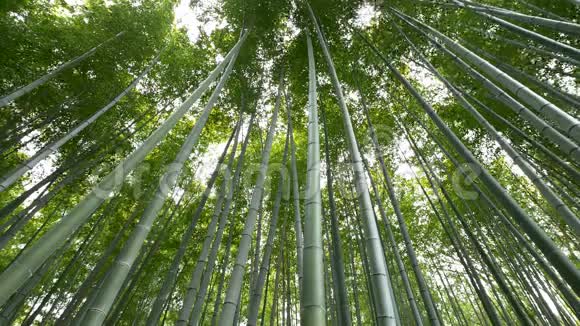 日本京都山竹林低视角视频的预览图