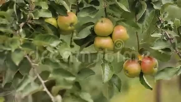 风吹着苹果树视频的预览图