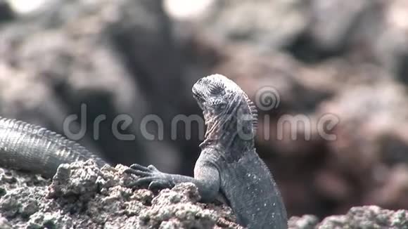 加拉帕戈斯群岛岩石海岸的瓜纳视频的预览图