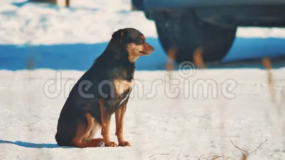 无家可归的狗冬冷冷无家可归的动物宠物问题雪地生活方式中的棕色狗视频的预览图