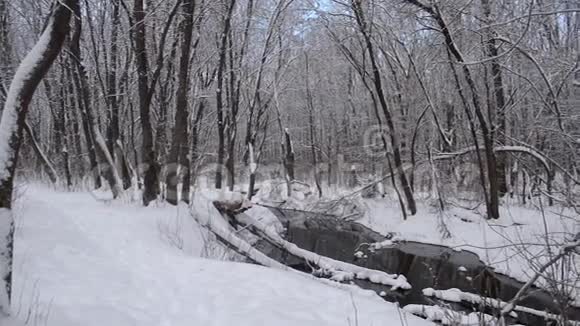美丽的河流在冬天的森林里流淌春天从融化的雪中流淌公园里覆盖着雪视频的预览图