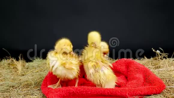 特写三只小黄鸭正好玩的给自己擦擦完后洗澡放水的程序站起来视频的预览图