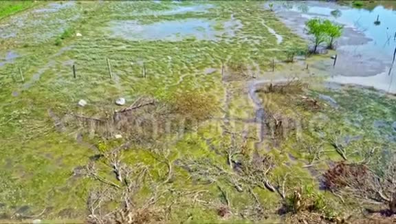 透过大沼泽及蓝水及树木的鸟瞰图视频的预览图