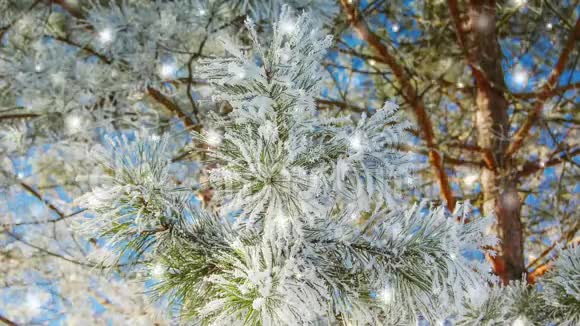 云杉的树枝上有透明的冰和飘落的雪过滤视频的预览图