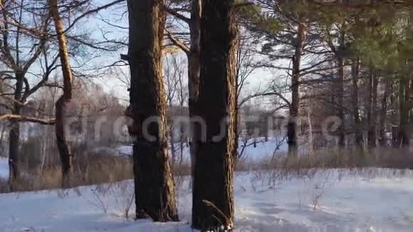 冬天的松树林周围的树木光秃秃的树枝干草和雪傍晚冬日的阳光不明亮太阳阳光视频的预览图